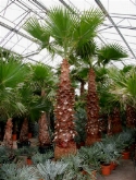 Washingtonia robusta stam (250) 600 cm  burobloemen