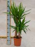 Yucca elephantipes 60-³0 95 cm  burobloemen