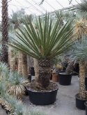 Yucca faxoniana stam 250 cm  burobloemen