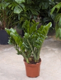Zamioculcas zamiifolia toef 80 cm  burobloemen