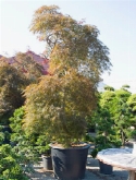 Foto van Acer palmatum vertakt 375 cm via burobloemen