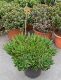 Aloë brevifolia toef (40-50) 45 cm  burobloemen