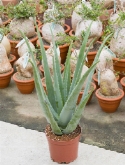 Foto van Aloe vera 70 cm via burobloemen