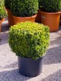 Buxus sempervirens kubus 40|40 60 cm  burobloemen