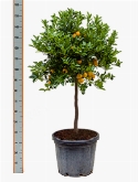 Citrus (citrofortunella) calamondin stam 140 cm  burobloemen