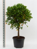 Foto van Citrus (citrofortunella) calamondin stam (170-190) 180 cm via burobloemen