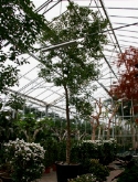 Cinnamomum camphora stam 800 cm  burobloemen