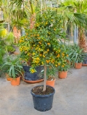 Citrus kumquat stam 180 cm  burobloemen