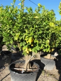 Citrus lemon stam vertakt 200 cm  burobloemen