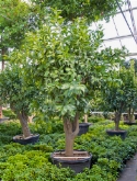 Citrus sinensis stam vertakt 300 cm  burobloemen