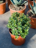 Foto van Crassula ovata minor bush 35 cm via burobloemen