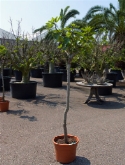 Foto van Ficus carica stam 220 cm via burobloemen