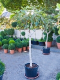 Foto van Ficus carica stam vertakt 180 cm via burobloemen