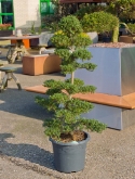 Ilex crenata bonsai (1³0-140) 140 cm  burobloemen