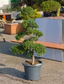 Ilex crenata bonsai (140-150) 150 cm  burobloemen