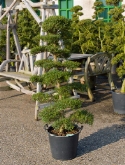 Ilex crenata bonsai (140-160) 160 cm  burobloemen
