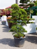 Ilex crenata bonsai (190-210) 210 cm  burobloemen