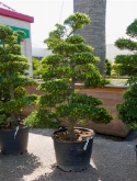Ilex crenata bonsai 220 cm  burobloemen