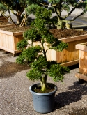 Ilex crenata bonsai|vertakt (1³0-140) 140 cm  burobloemen