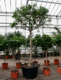 Murraya paniculata stam 300 cm  burobloemen