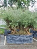 Foto van Olea europaea bonsai extra 235 cm via burobloemen