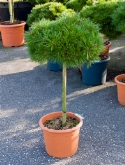 Pinus brepo stam|bol (h90|ø40) 110 cm  burobloemen