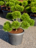 Foto van Pinus brepo pon pon (8-bol) 75 cm via burobloemen