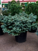 Foto van Picea globosa bush 130 cm via burobloemen