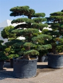 Pinus parvifolia bonsai 320 cm  burobloemen