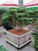 Foto van Pinus sylvestris watereri bonsai 215 cm via burobloemen