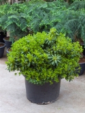 Pittosporum tobira nana bush 60 cm  burobloemen