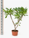 Plumeria vertakt (100-120) 100 cm  burobloemen