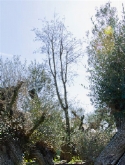 Foto van Quercus suber stam 600 cm via burobloemen