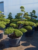 Taxus baccata bonsai|cascade 200 cm  burobloemen
