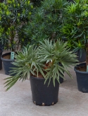 Trithrinax campestris toef (³0-40) 40 cm  burobloemen