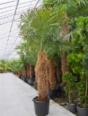 Trachycarpus fortunei stam (150) 350 cm  burobloemen
