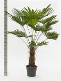 Trachycarpus wagnerianus stam (60) 180 cm  burobloemen