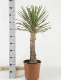 Yucca filifera stam (³0-40) 110 cm  burobloemen