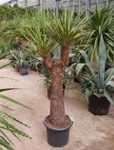Foto van Yucca filifera stam (150-170) 160 cm via burobloemen