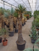 Foto van Yucca filifera stam (190-210) 200 cm via burobloemen