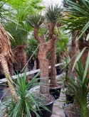 Foto van Yucca filifera stam (240-260) 250 cm via burobloemen