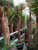 Yucca filifera stam (270-290) 280 cm  burobloemen