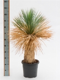 Yucca rostrata stam (40-50) 100 cm  burobloemen