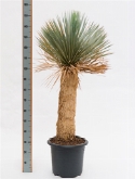 Yucca rostrata stam (70-80) 140 cm  burobloemen
