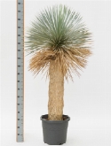 Yucca rostrata stam (80-90) 170 cm  burobloemen