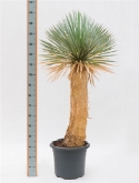 Yucca rostrata stam (90-110) 170 cm  burobloemen