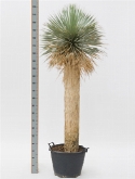 Yucca rostrata stam (110-120) 190 cm  burobloemen