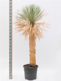 Yucca rostrata stam (150) 210 cm  burobloemen
