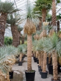 Foto van Yucca rostrata bladloze stam (220) 300 cm via burobloemen