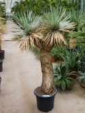 Foto van Yucca rostrata vertakt 165 cm via burobloemen
